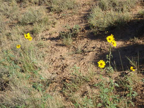 GDMBR: Roadside Sunflowers.